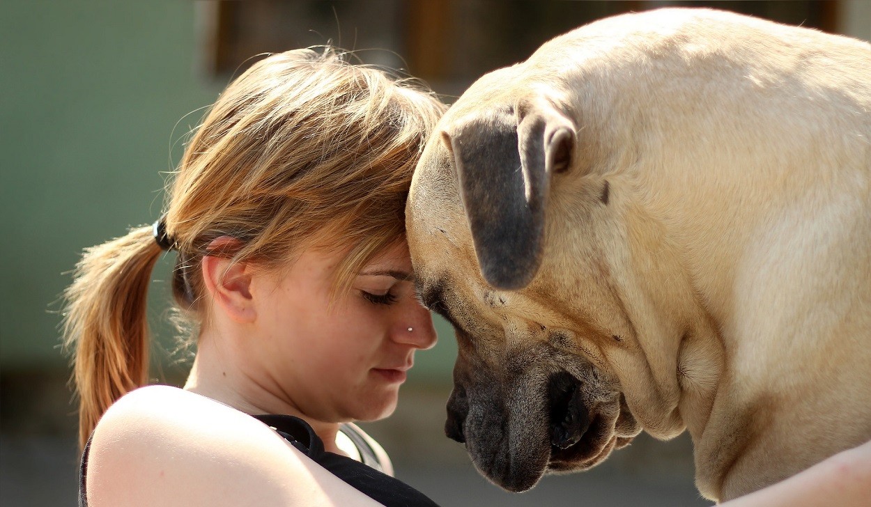 cani taglia grande