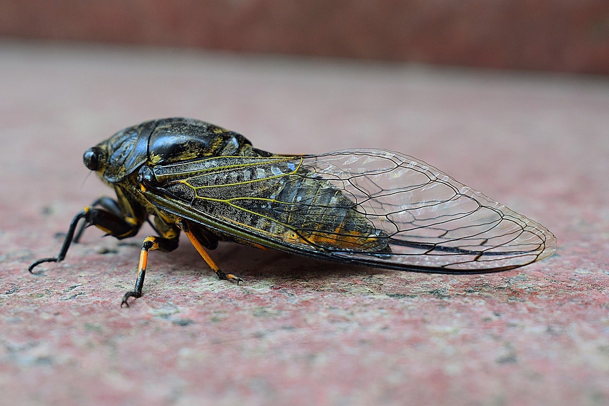 cicale