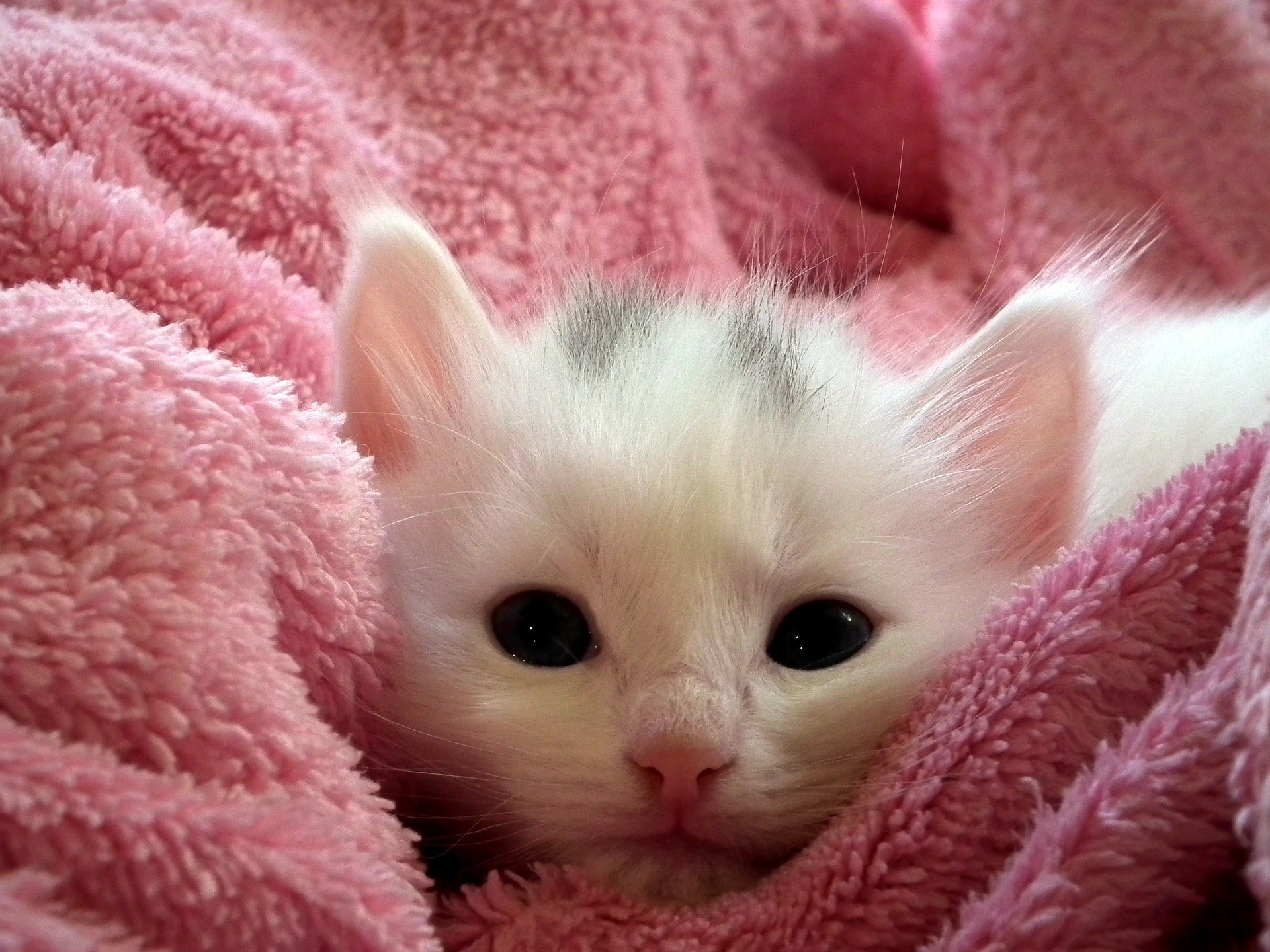 i gatti sono fedeli