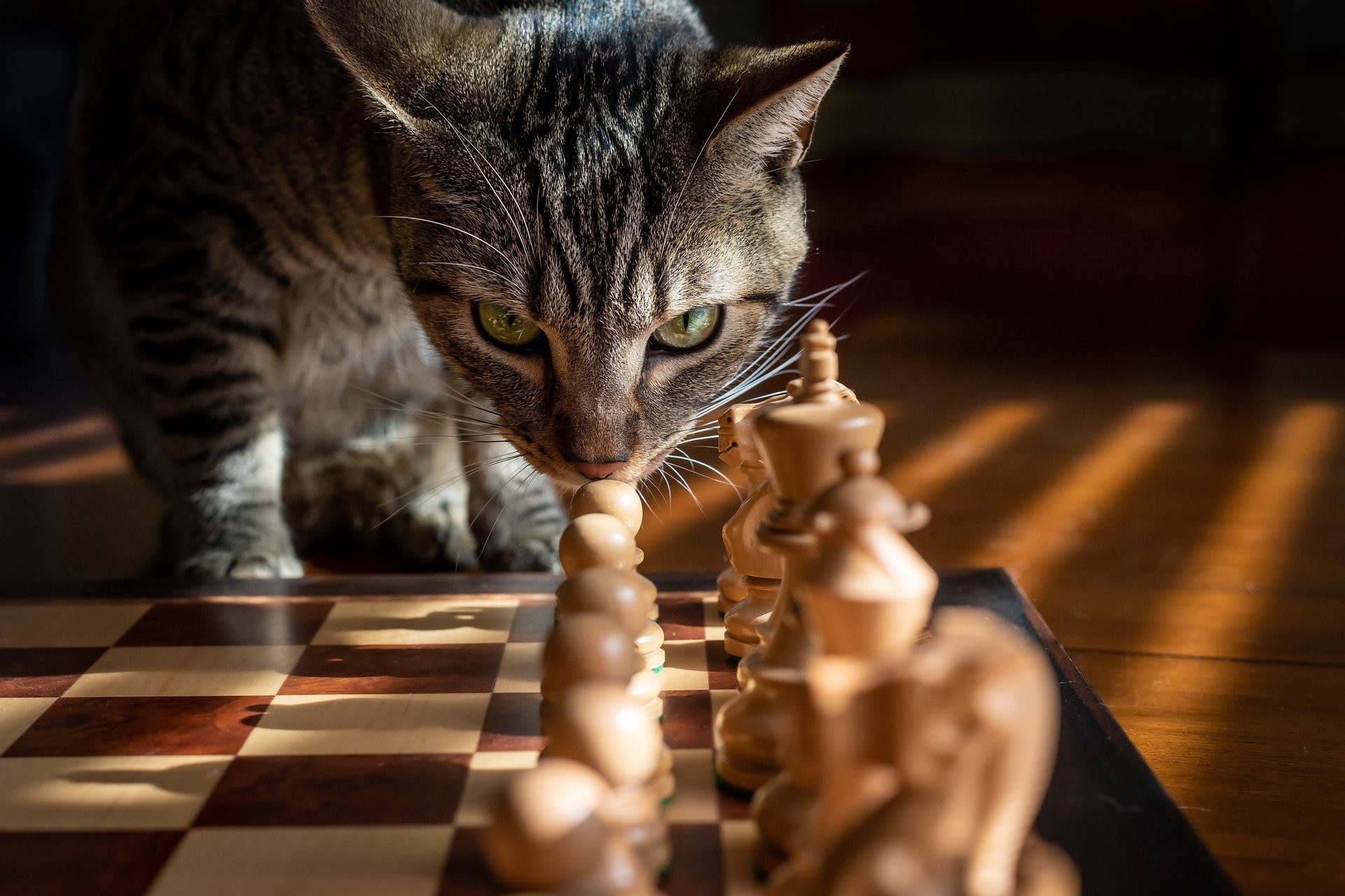 Come giocare con il gatto