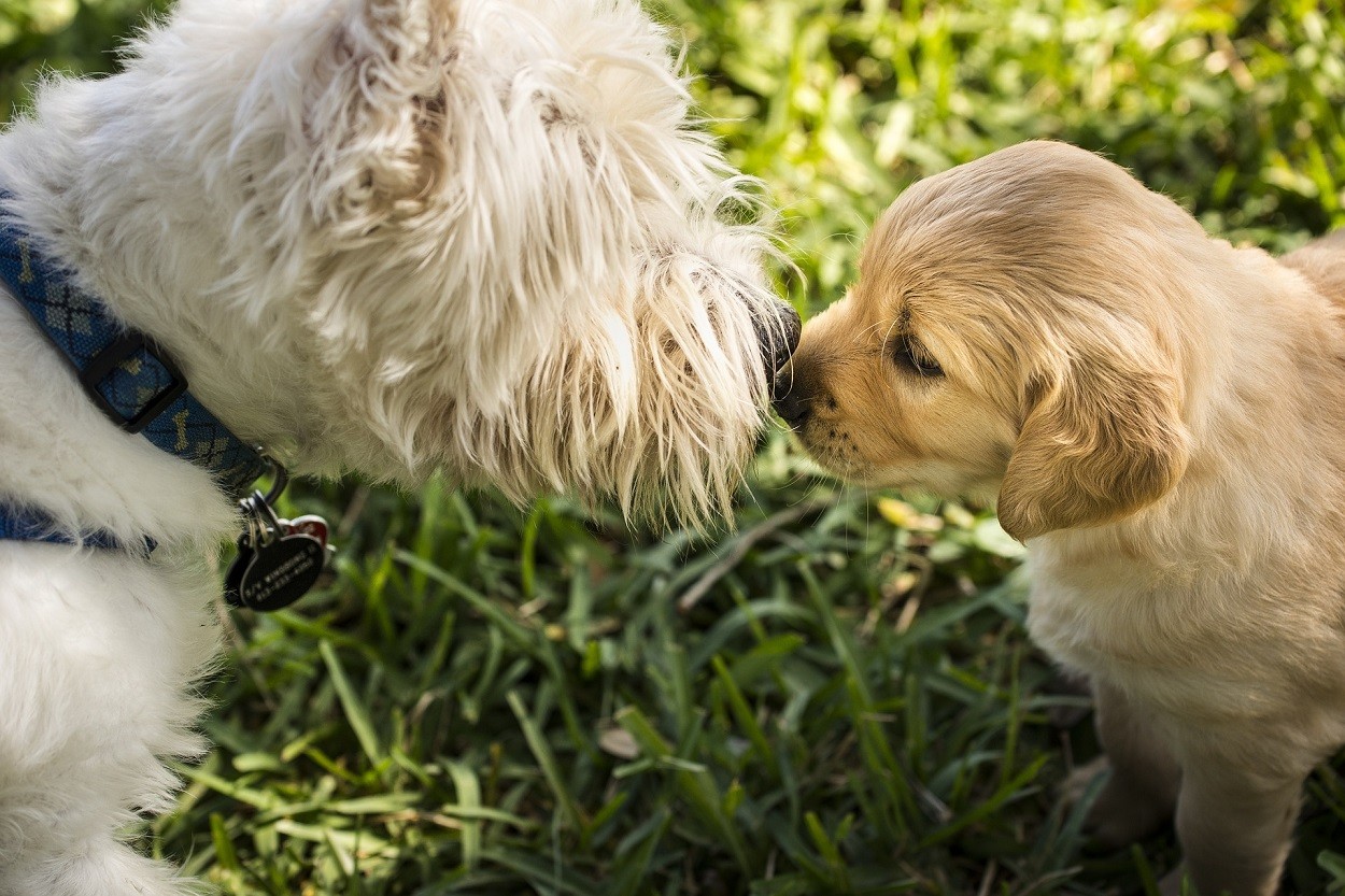 ittiosi cane