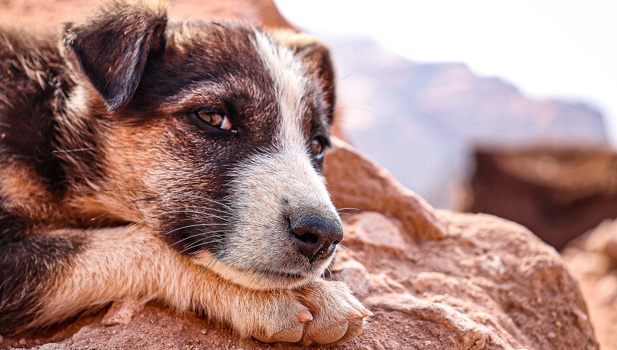 trova cane