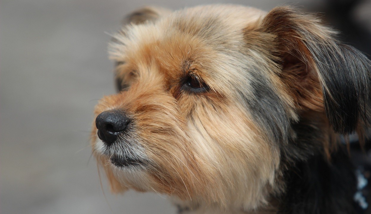 cane tosato