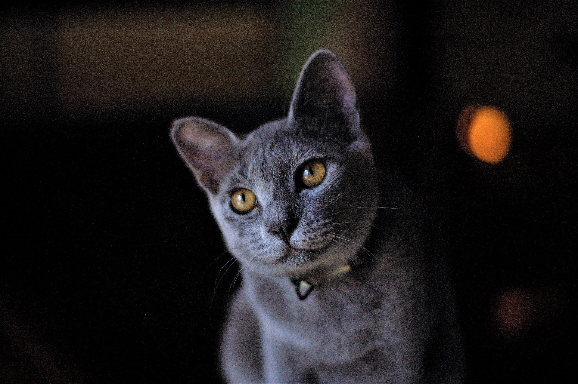 razze di gatto blu