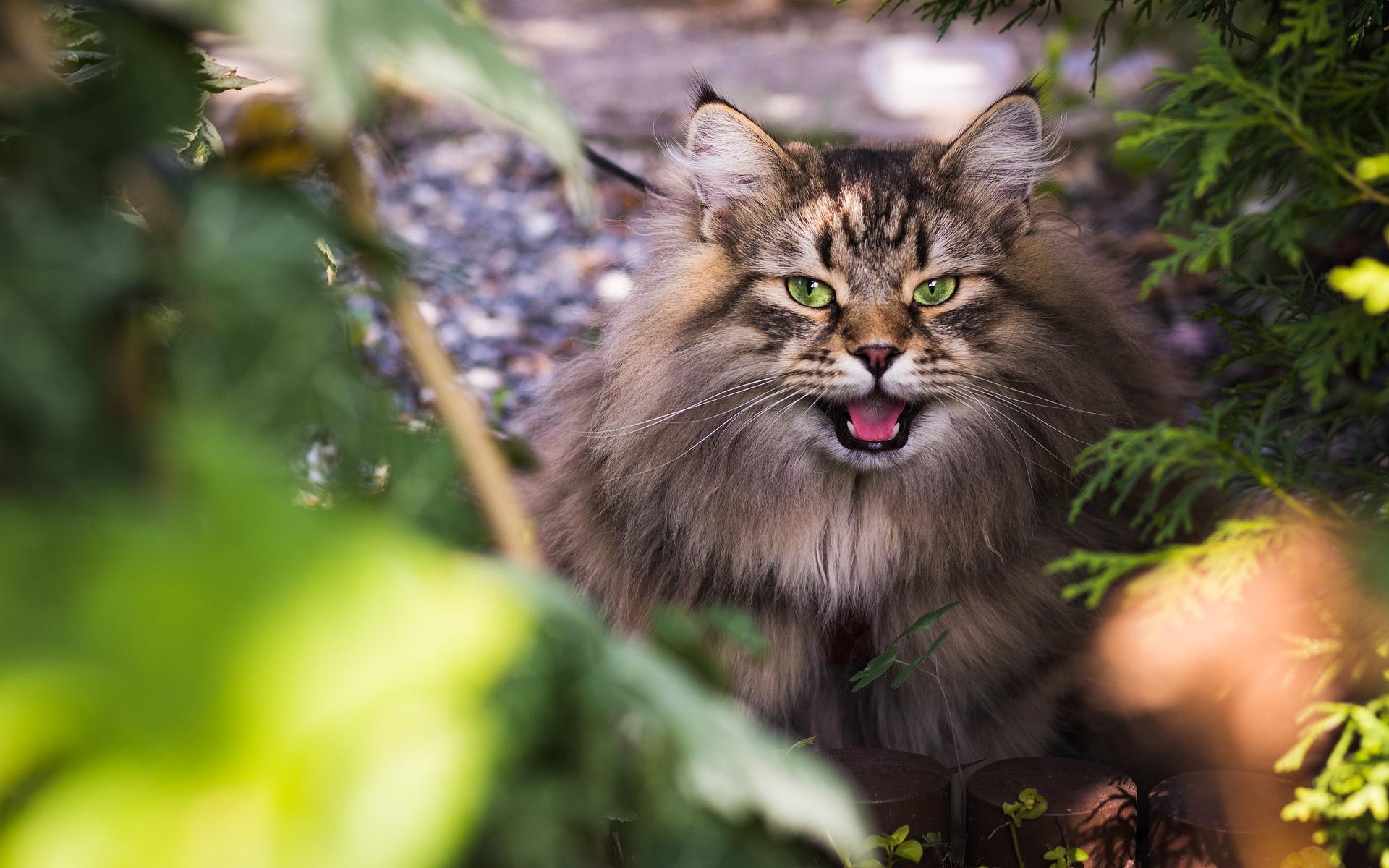 5 tipi di personalità del gatto