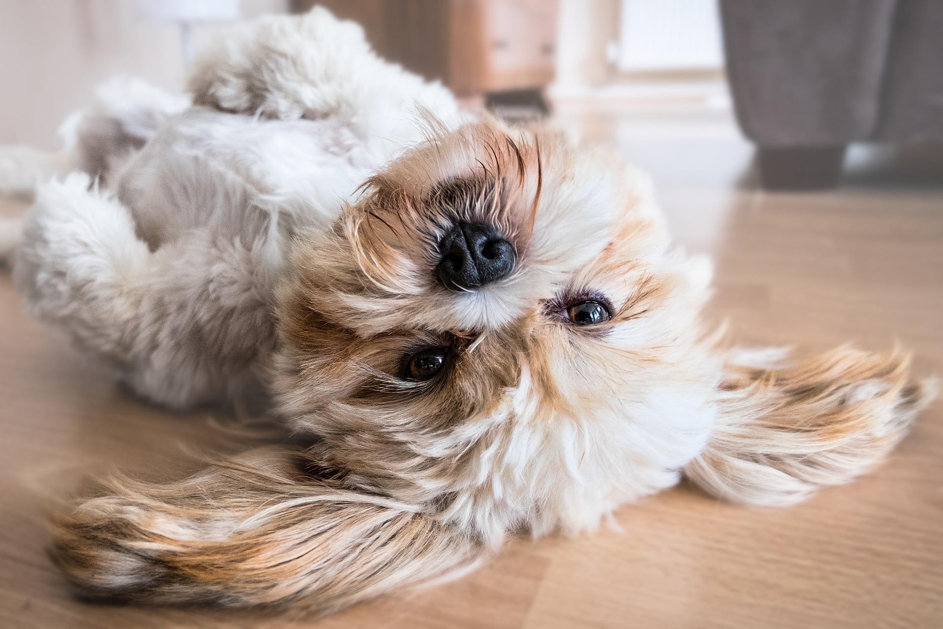 Perché il mio cane respira velocemente mentre dorme
