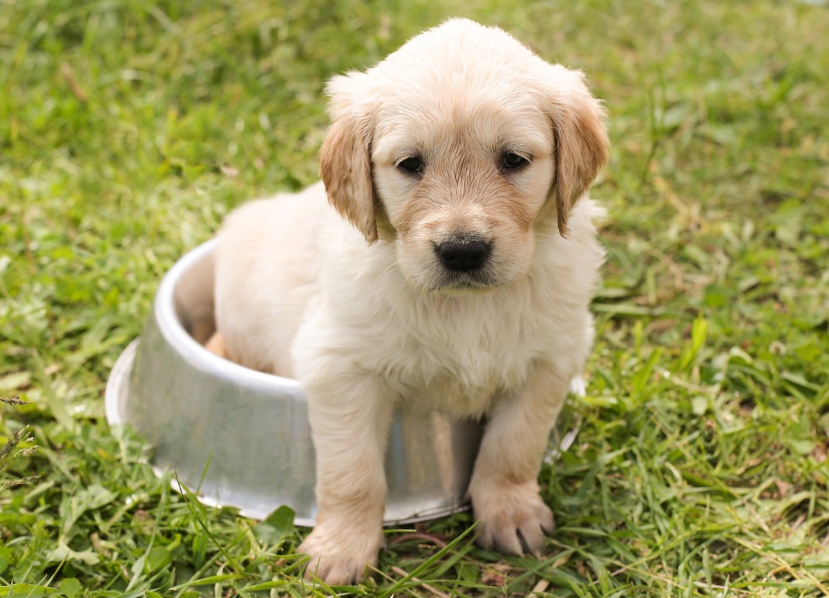 Cane bisogni fuori