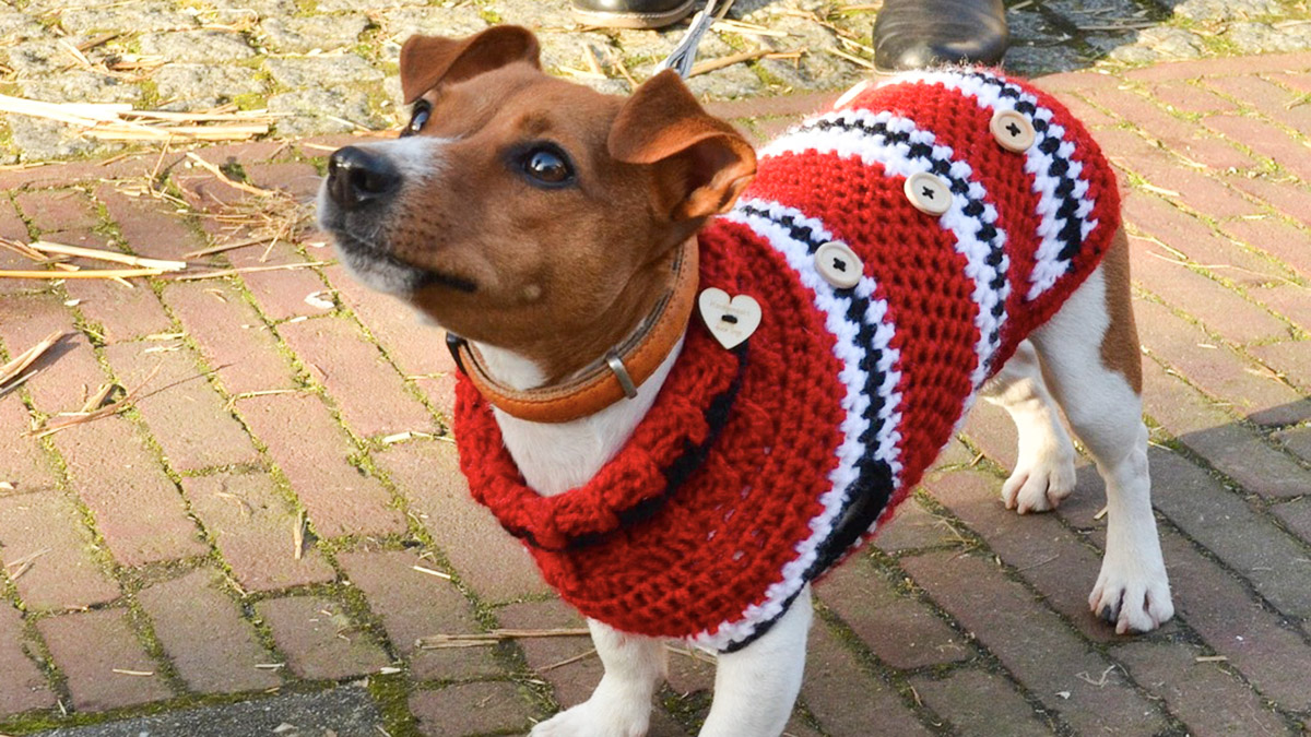 Cane, cappottino da maglione