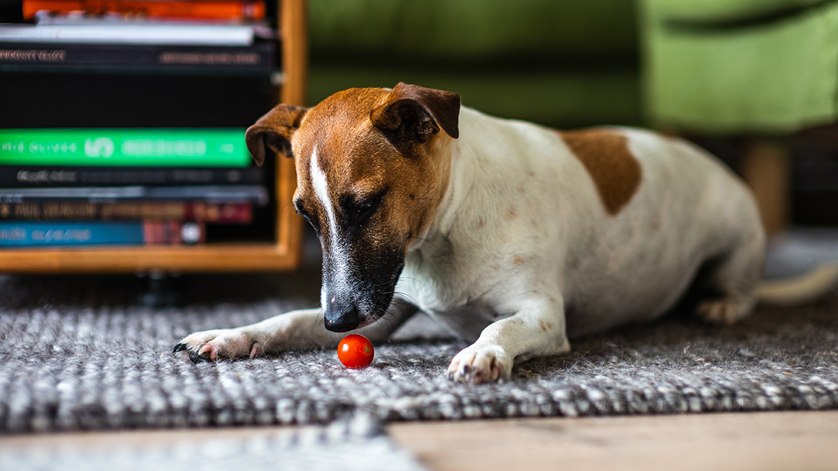 Cane e pomodoro