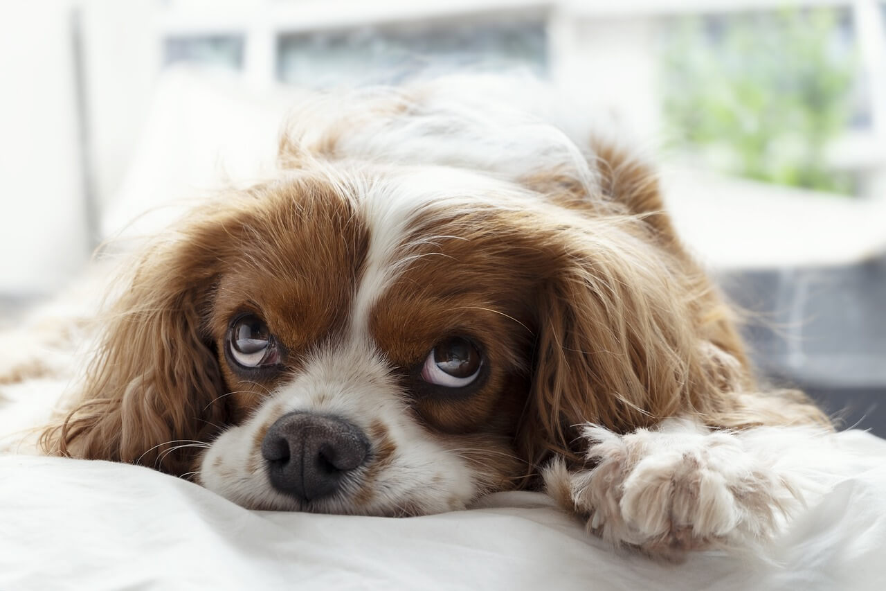 Come non far salire il cane sul letto