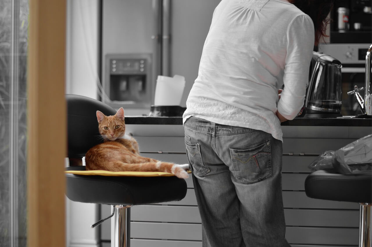 Il cioccolato fa male ai gatti