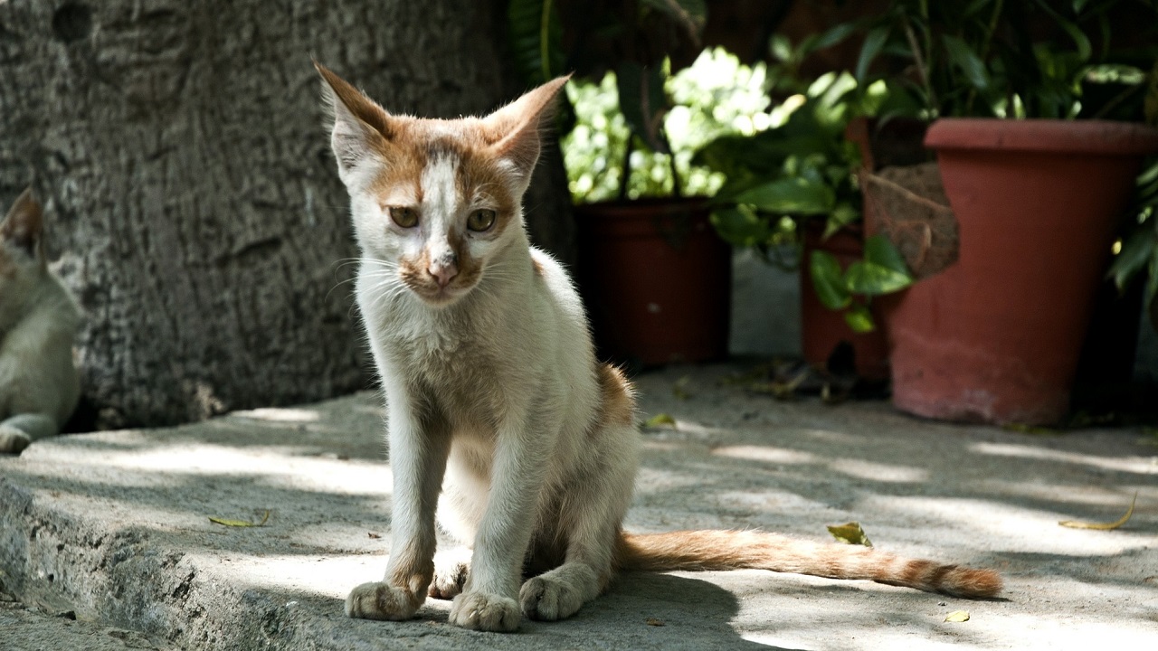 gatto anoressico