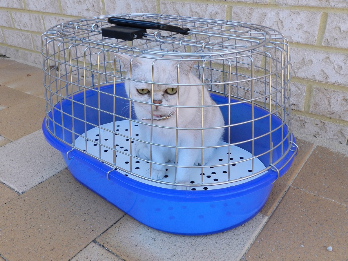 Gatto nel trasportino