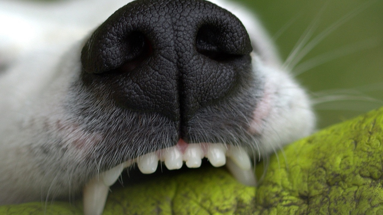 Denti cane