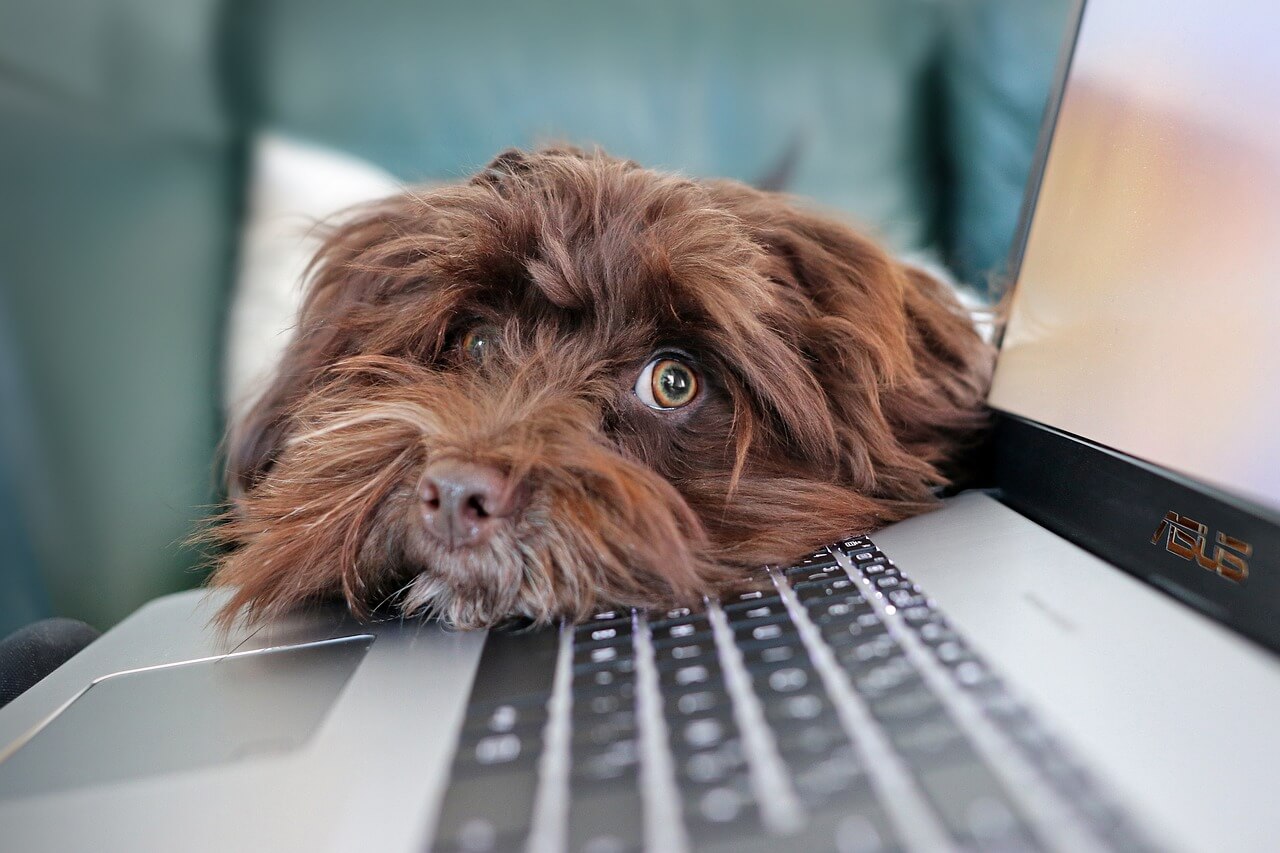 Come profumare il cane senza lavarlo
