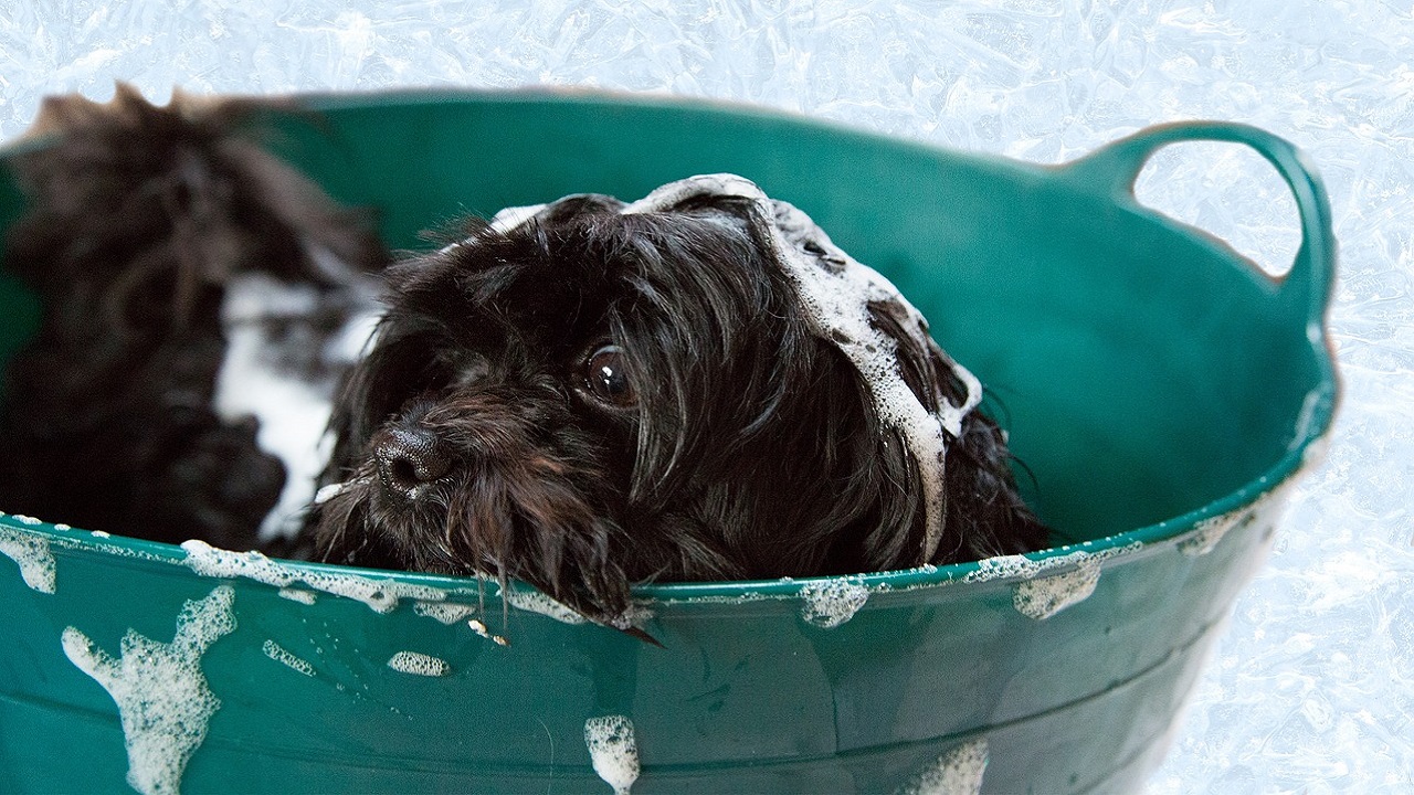 Bagno cane