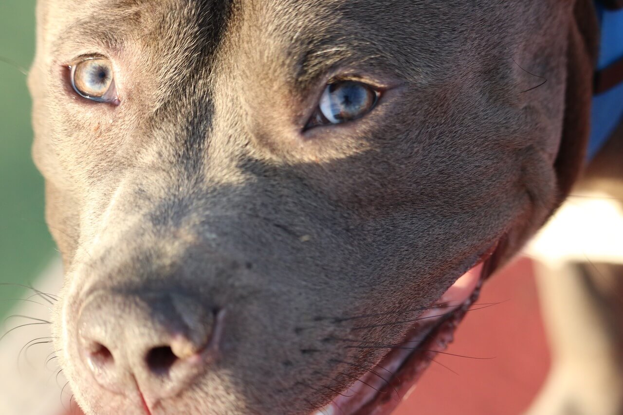 razze di pitbull