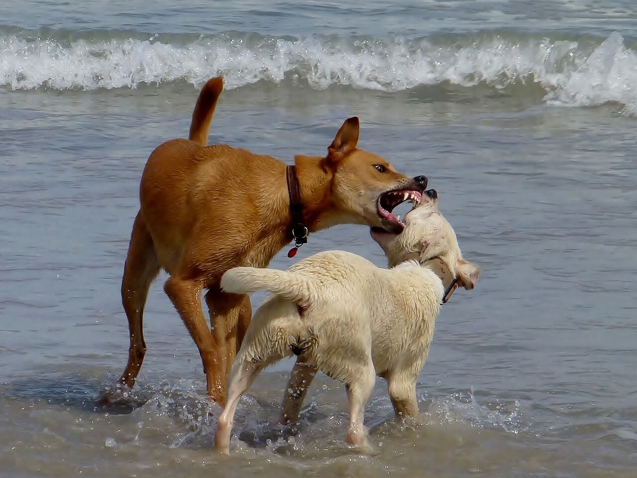 aggressivita tra cani conviventi rimedi