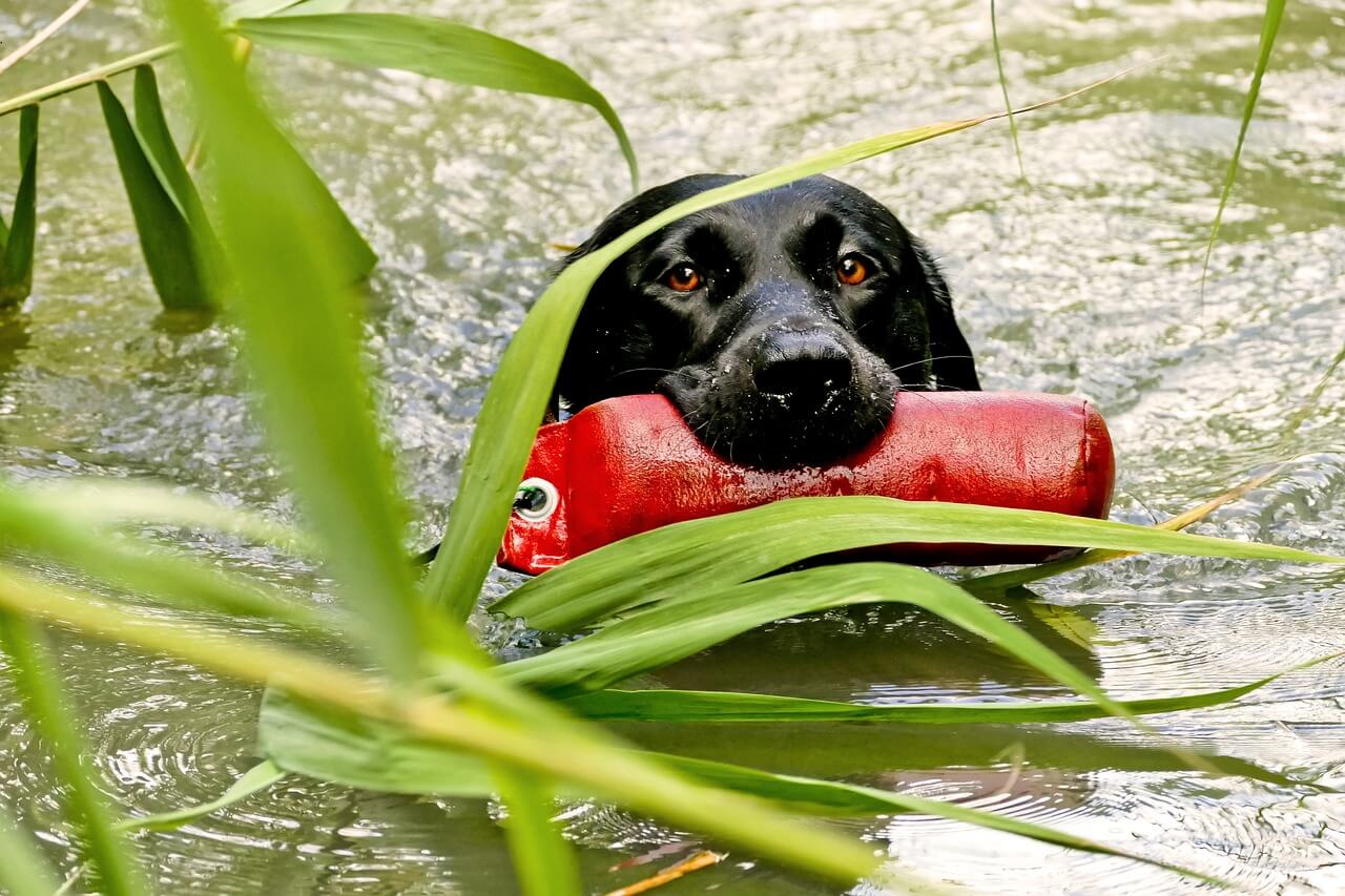 cane piu bravo a nuotare