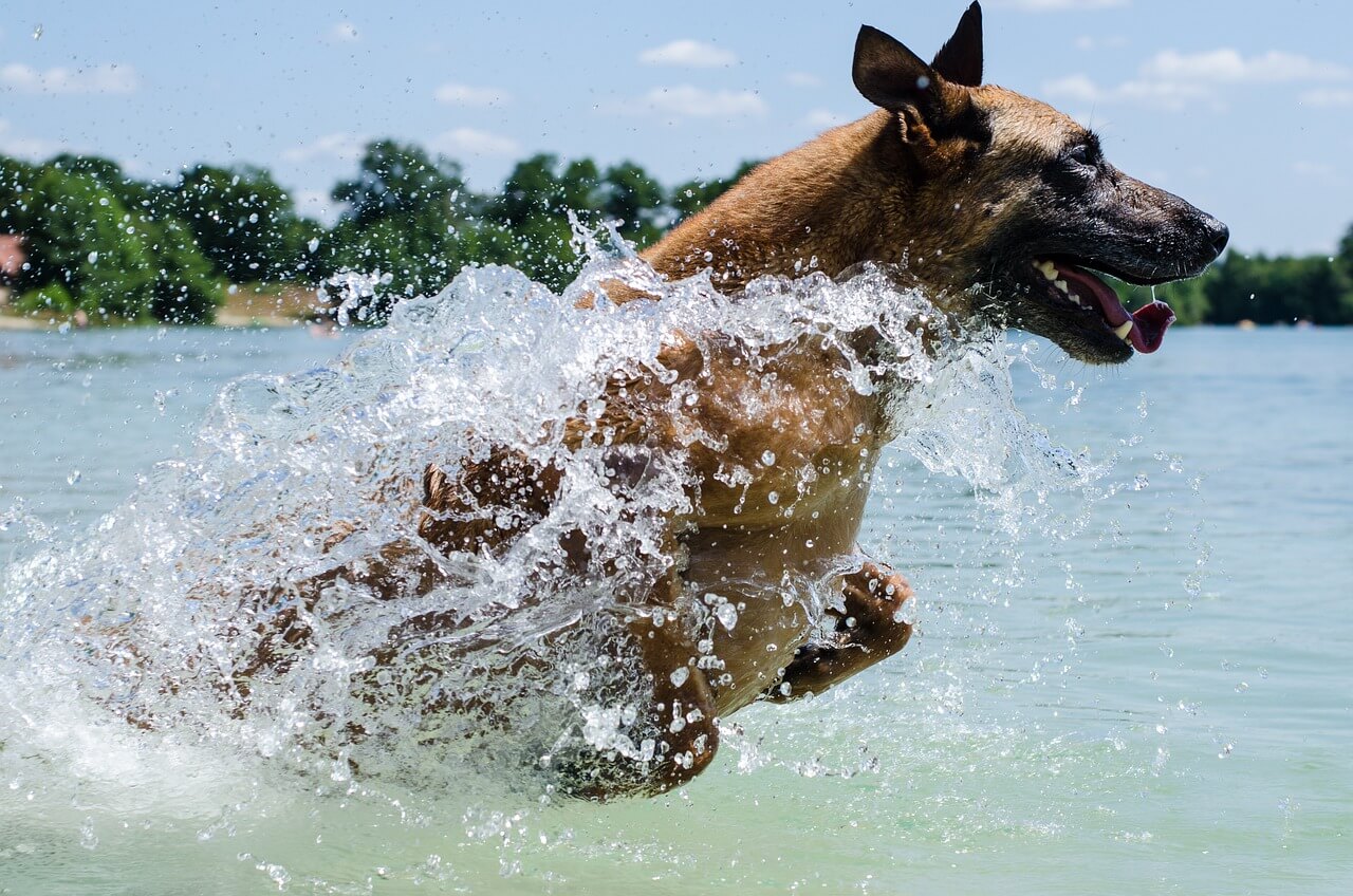 quale razza di cane ama acqua