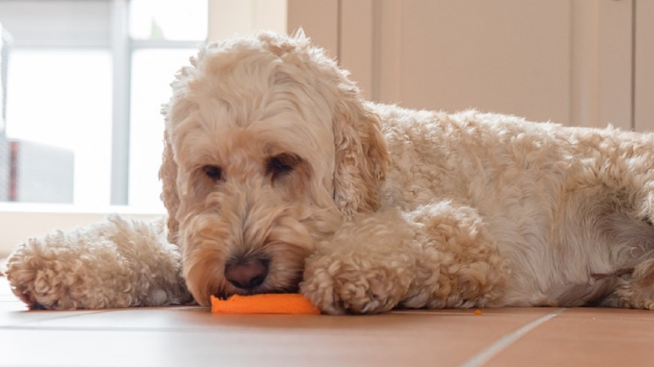 cane con carota