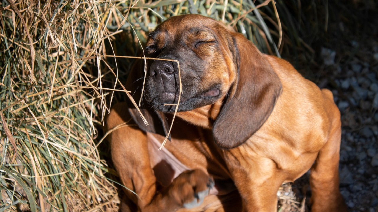 cane prurito