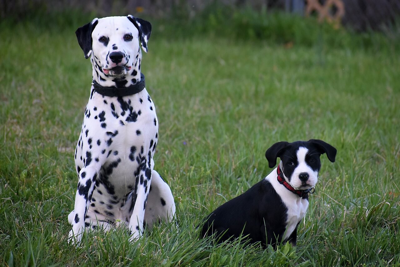 dalmata carattere