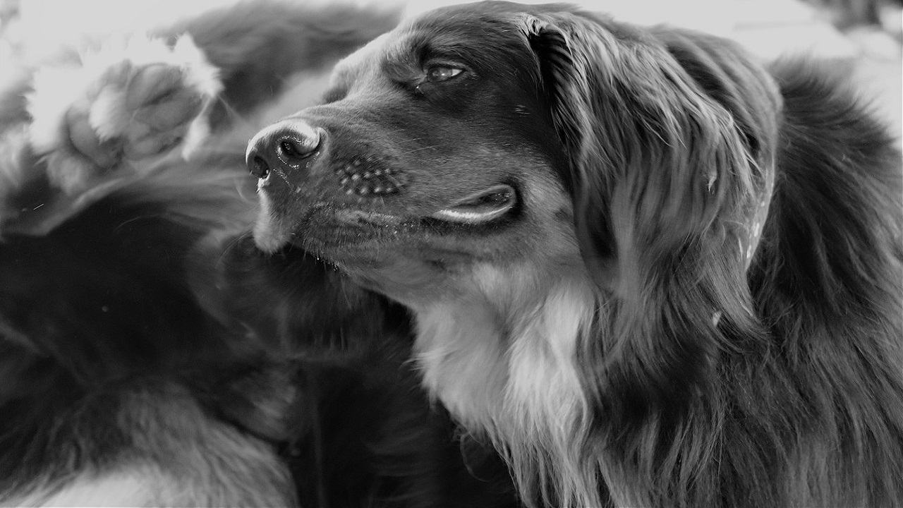 cane rogna prurito