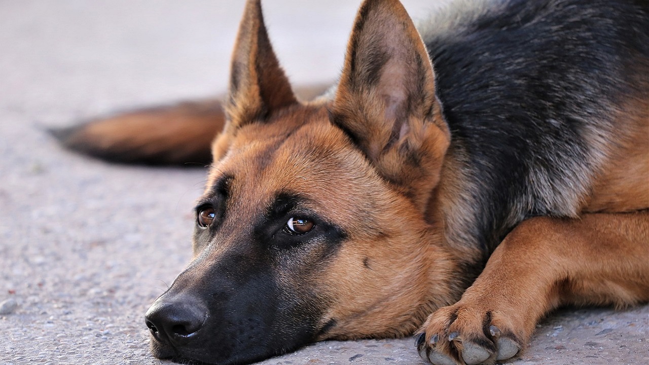 Displasia anca cane Pastore tedesco