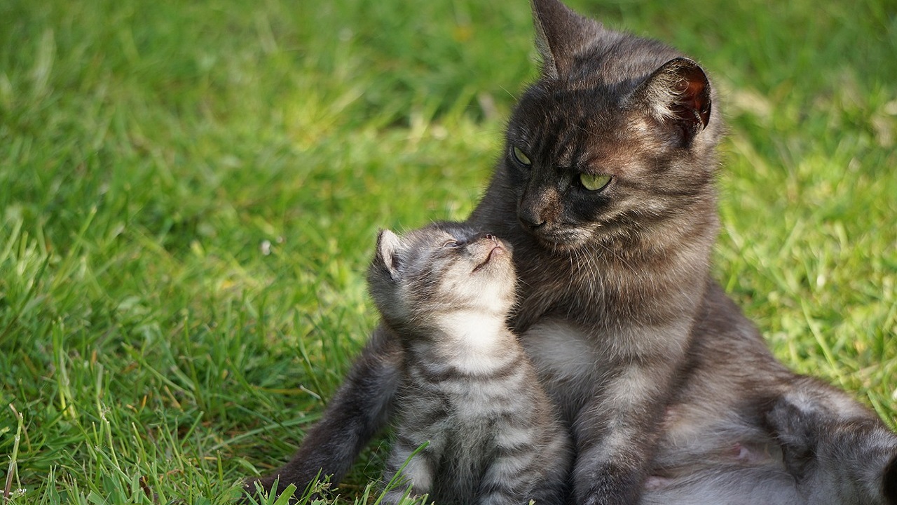 mamma gatto e gattino