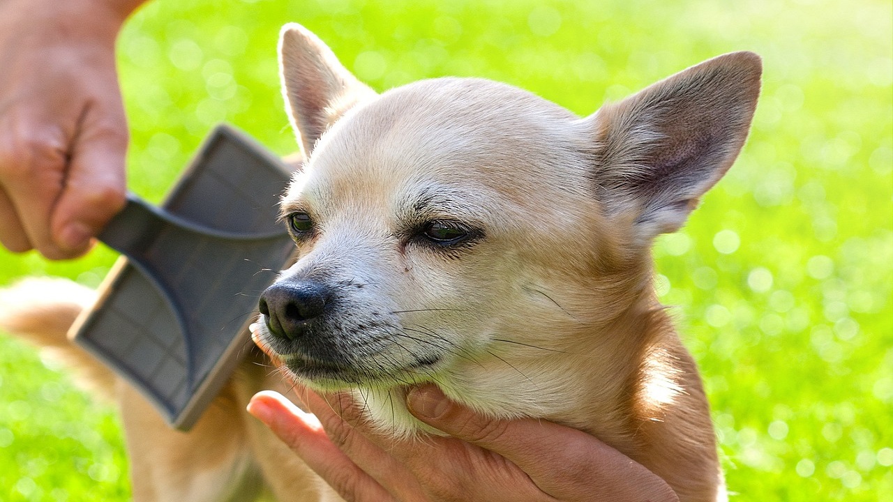 pettinare cane