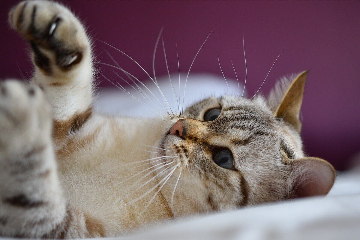 In un mondo in cui le immagini di animali domestici che interagiscono con i bambini piccoli sembrano riempire ogni angolo dei social media,