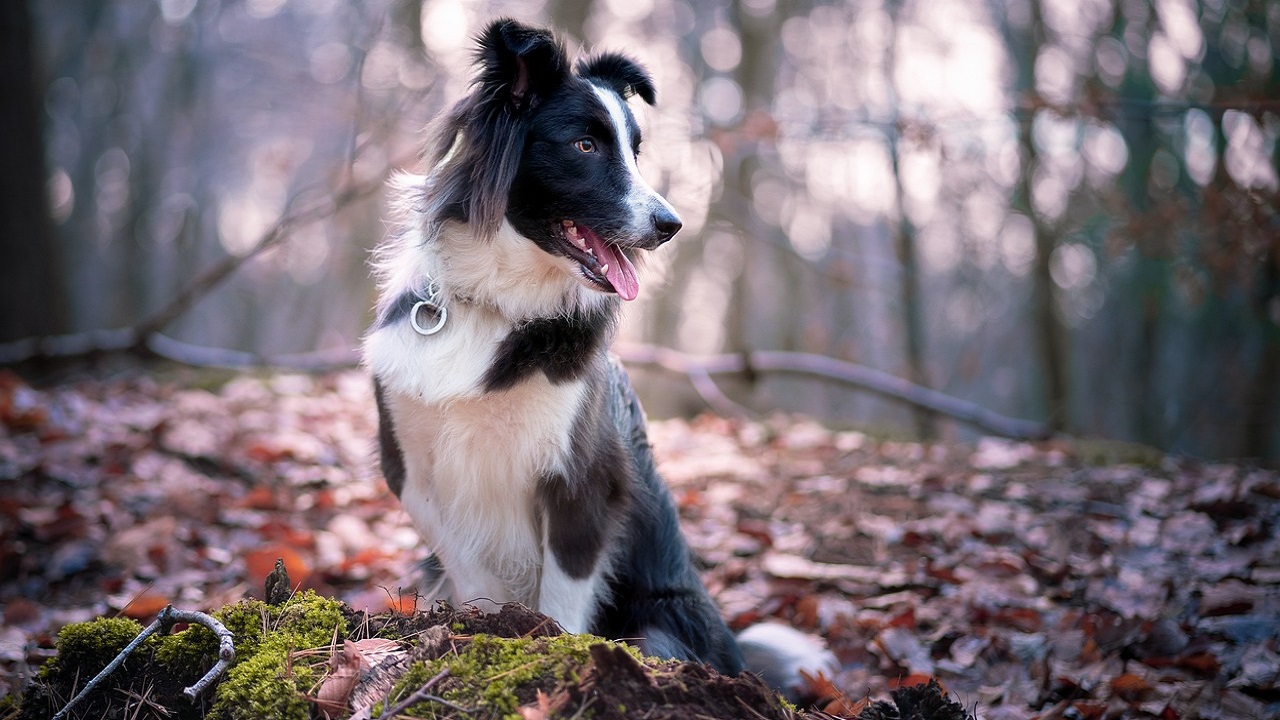 morso vipera cane border collie