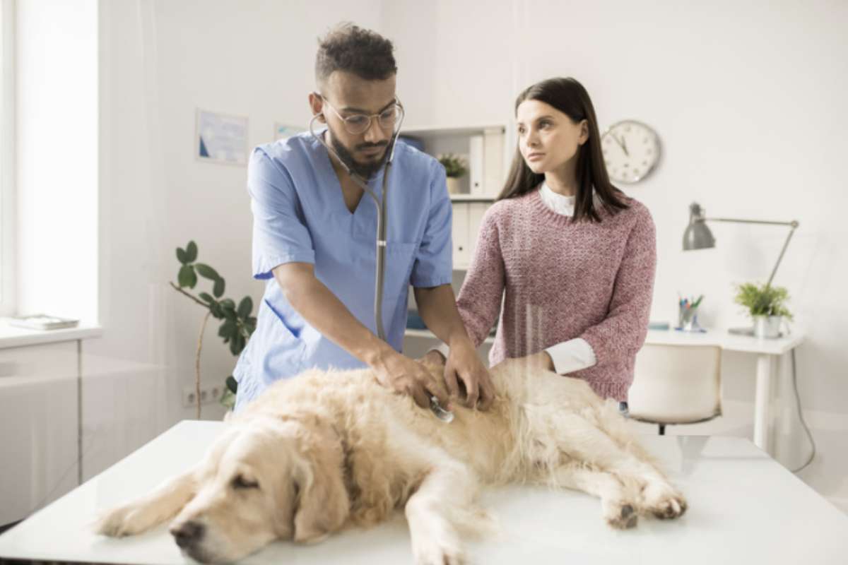 Accettare che il proprio cane stia per morire è un compito difficile per qualsiasi proprietario. Il legame che si instaura tra un cane e il suo padrone