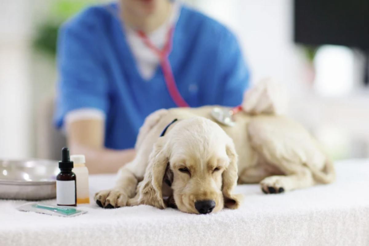 I cani, come gli esseri umani, hanno modi unici per esprimere il loro stato d'animo e la loro salute. Sebbene non possiedano la capacità di parlare,