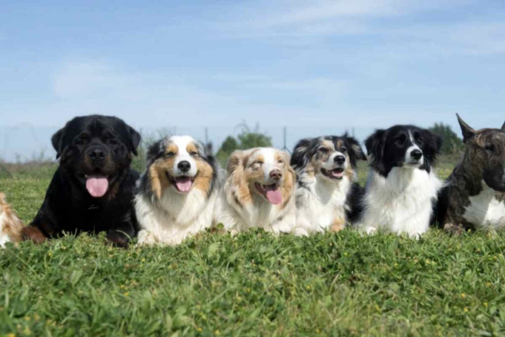 Questo cane, che ricorda un lupo ma con tratti più addomesticati, ha catturato l'attenzione di appassionati