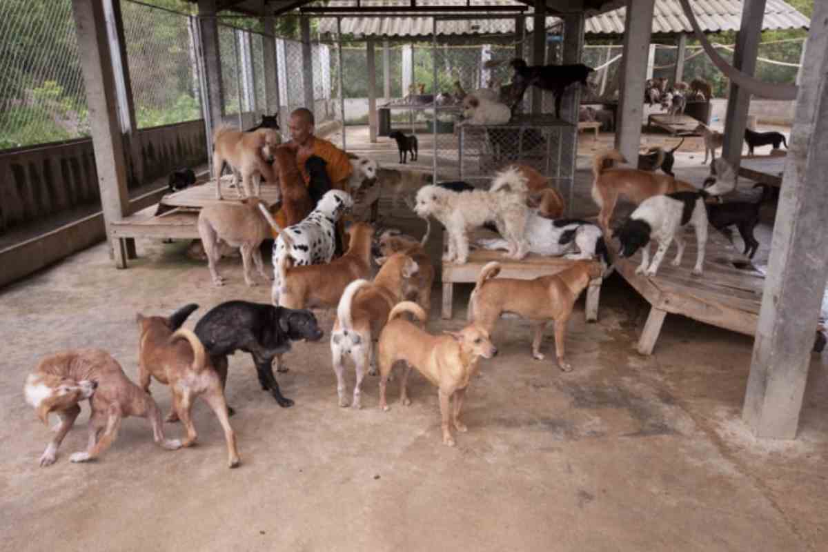 Una storia che tocca il cuore e dimostra come l’amore possa trasformare la vita di un animale è quella di Gilda