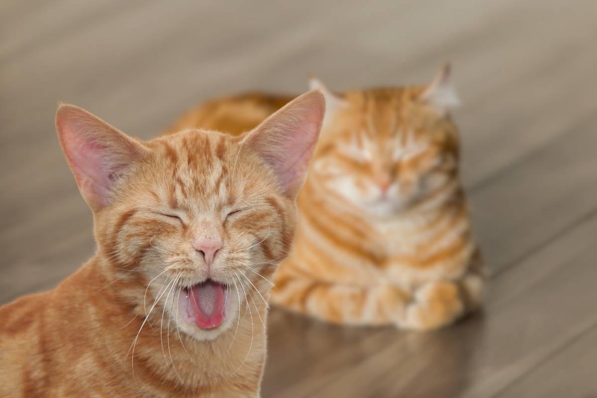 Perché i gatti soffiano