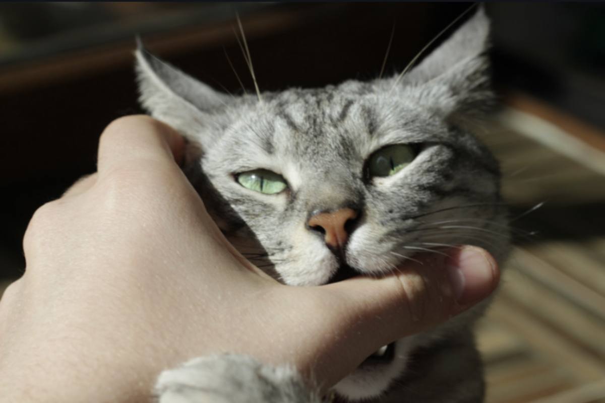 La loro personalità unica e il comportamento enigmatico possono generare curiosità, ma anche frustrazione nei loro proprietari.