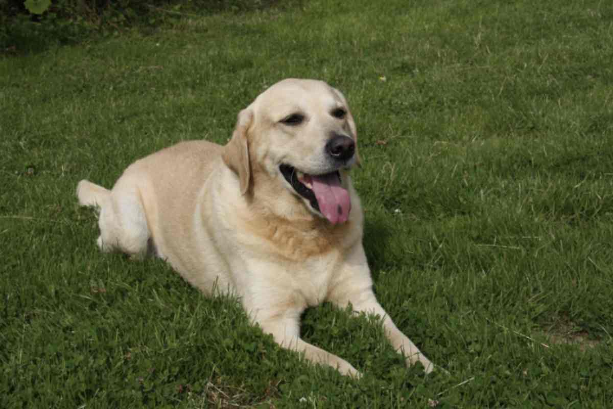 Il Labrador è un cane di taglia medio-grande, con un peso che varia tra i 25 e i 35 chili. Ha un mantello denso e impermeabile,