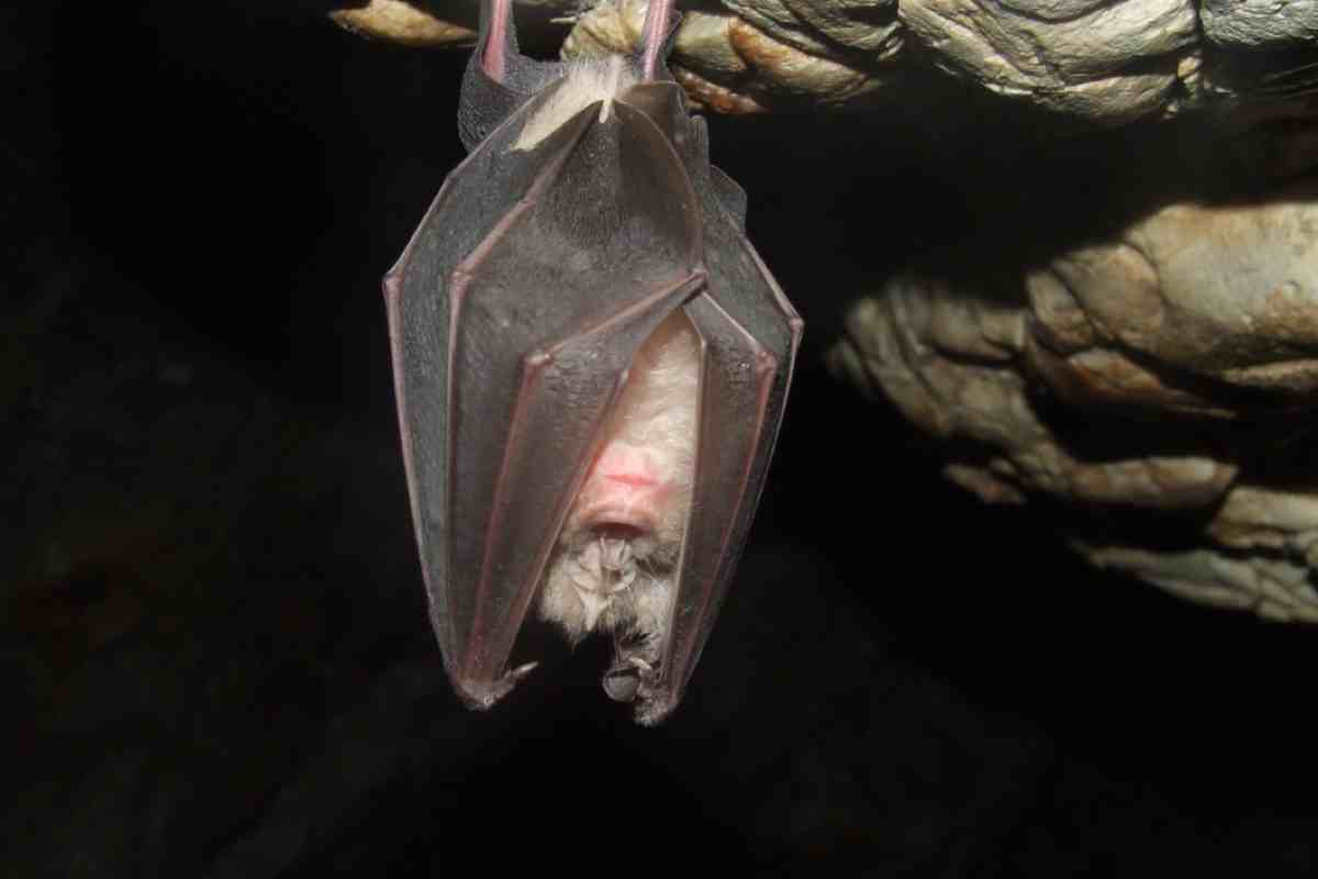 Pipistrello