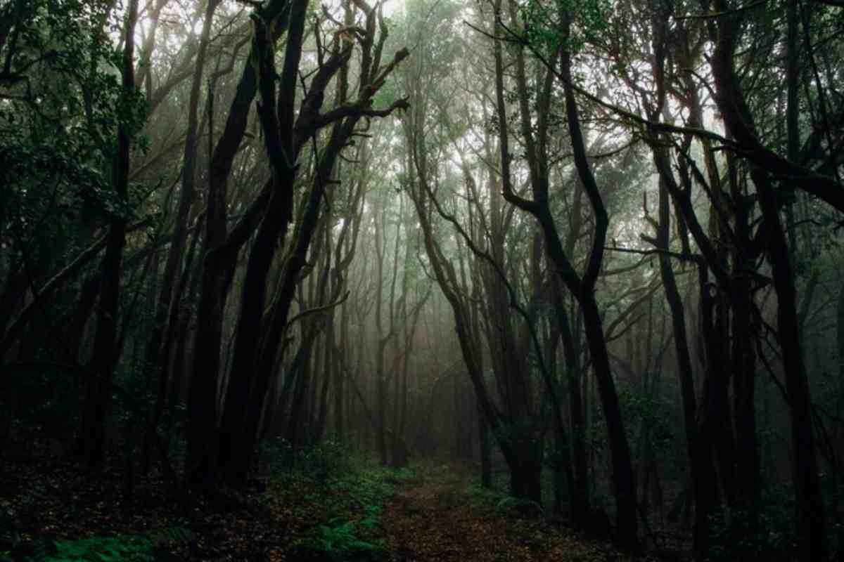 Test della Foresta chi sei veramente