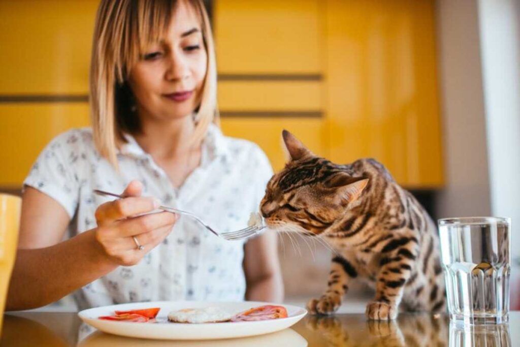 alimenti gatto