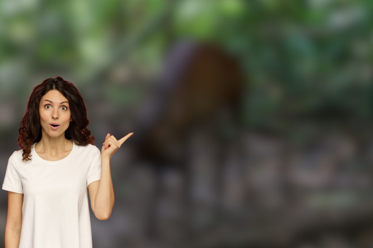 animale più strano non l'hai mai visto tragulida