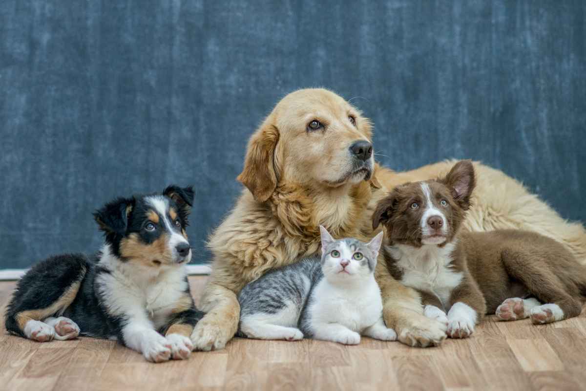 Emendamenti a favore degli animali