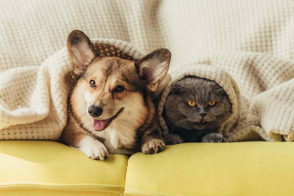 animali domestici vietati in italia