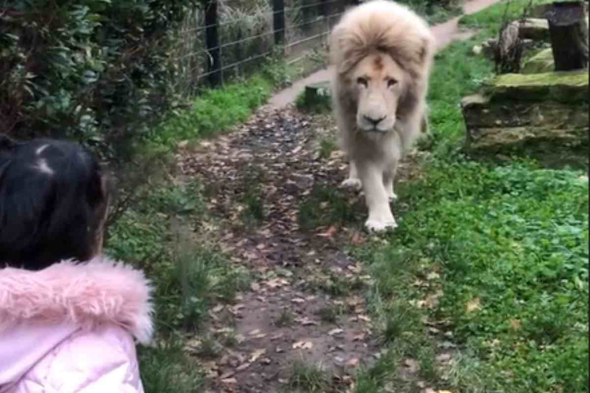 Bambina raggiunta dal leone