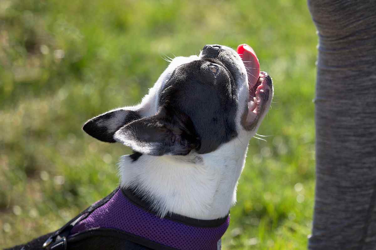 alimenti da non dare ai cani