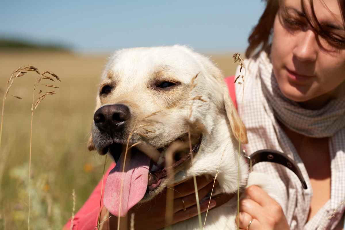 Perchè il mio cane mi segue ovunque?