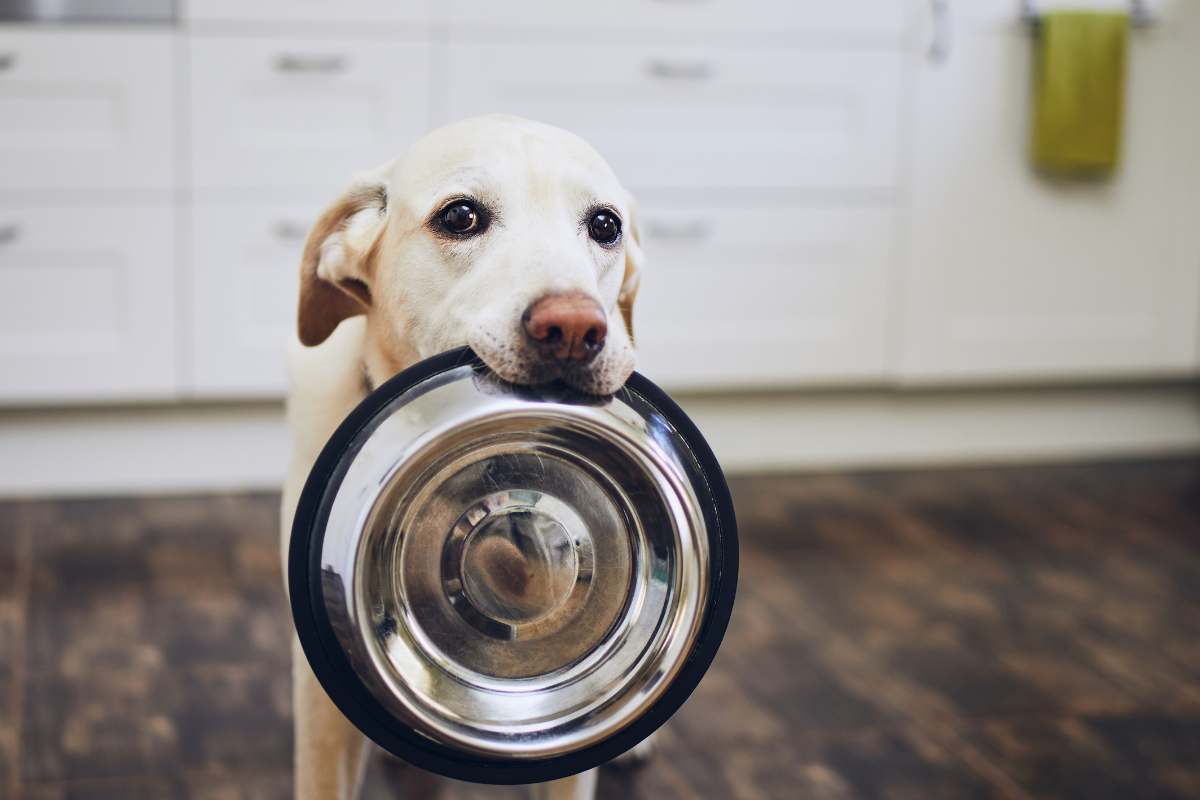 cane alimenti da evitare